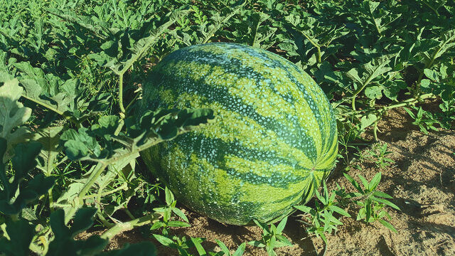melancia 03